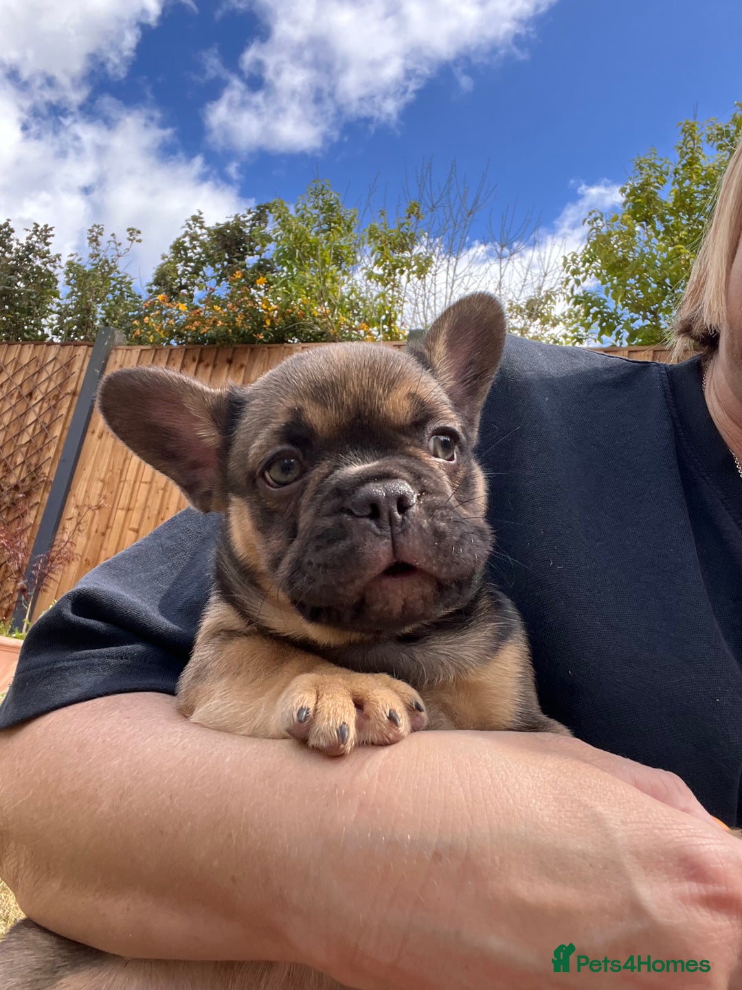 French Bulldog dogs for sale: French Bulldog Puppy 3 - QUALITY PUPPIES READY NOW, health tested parents  - Image 12