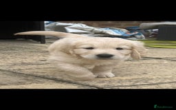 Golden Retriever dogs for sale: Stunning golden retriever babies - Image 19