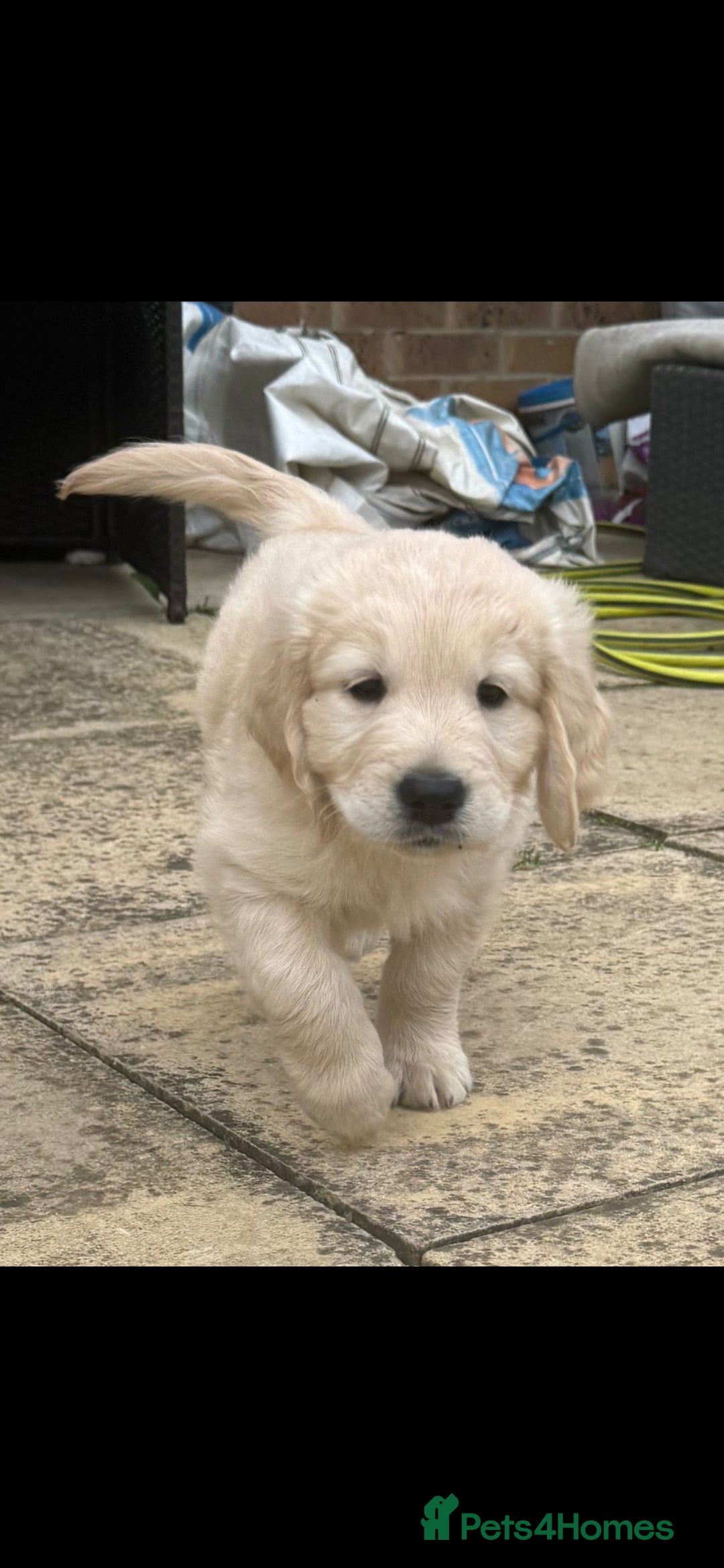 Golden Retriever dogs for sale: Stunning golden retriever babies - Image 19