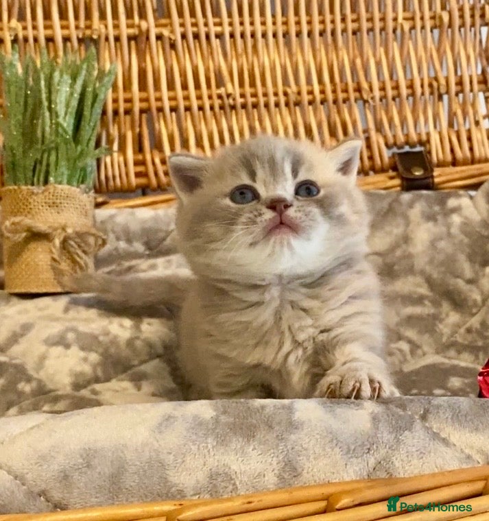 Scottish Fold cats 🧸😻CHAMPION LINE TICA ACTIVE SCOTTISH/BSH😻🧸 - Advert 1