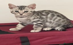Bengal cats for sale: Silver charcoal bengals pets/queens/studs - Image 4