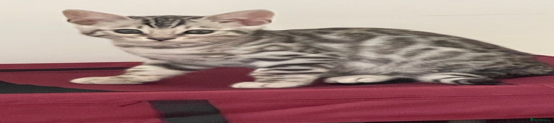 Bengal Kitten 1