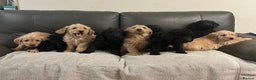 Labradoodle dogs for sale: Beautiful Golden and Black F1 Labradoodle Puppies - Advert 3