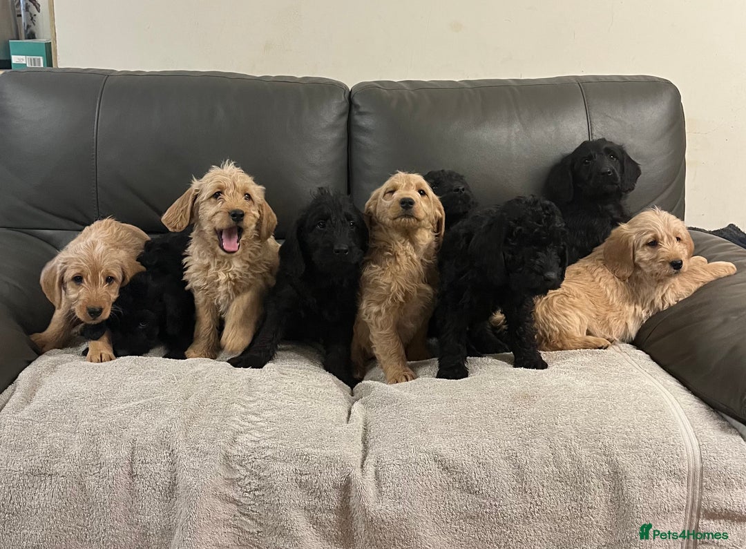 Labradoodle dogs for sale: Beautiful Golden and Black F1 Labradoodle Puppies - Advert 3