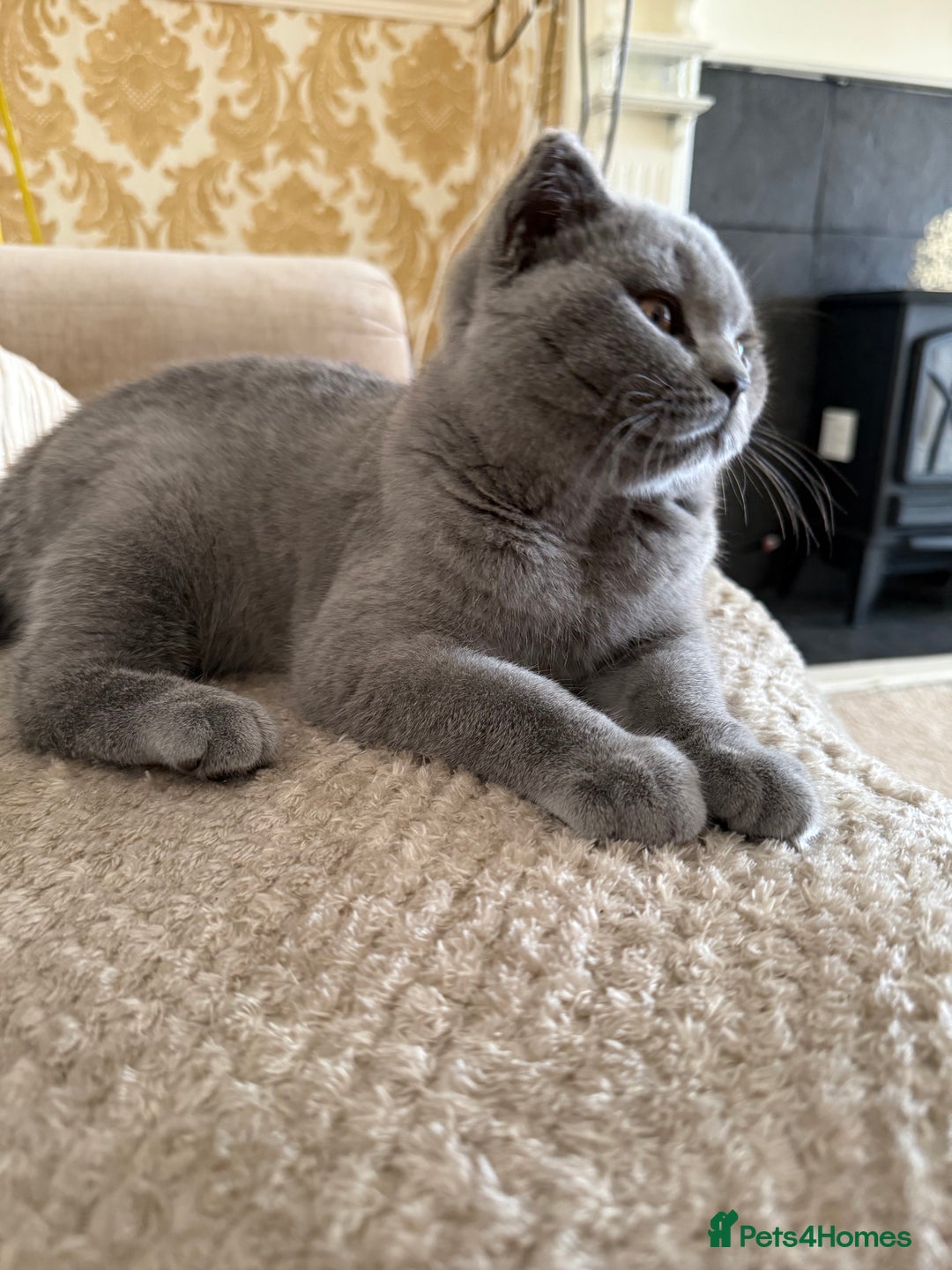 British Shorthair cats for sale: GCCF REGISTERED BLUE BRITISH FEMALE SHORTHAIR - Image 4
