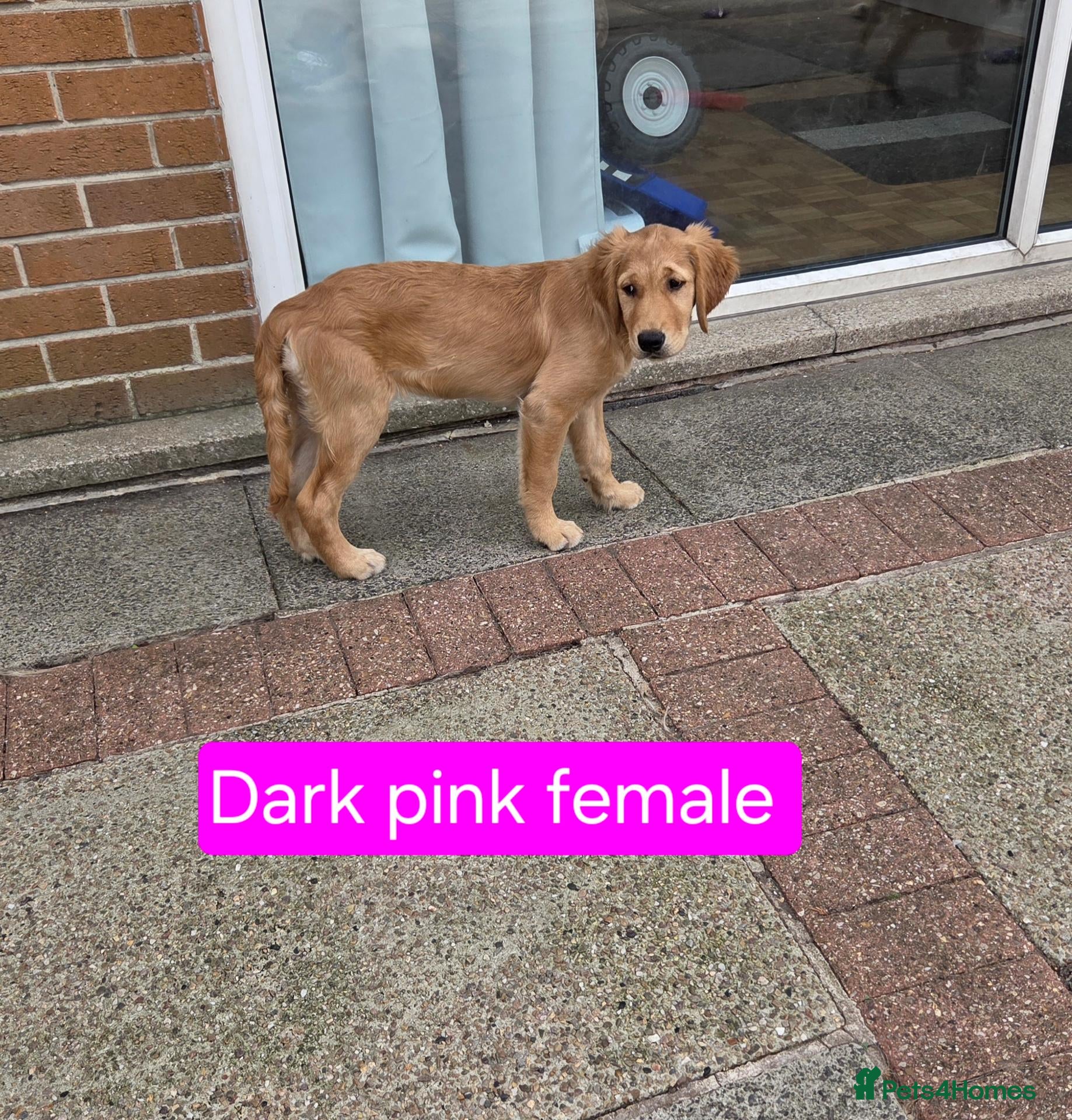 Golden Retriever dogs Beautiful natured pups fully vaccinated - Advert 2