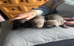 Dachshund dogs for sale: Miniature Dachshund  - Image 3