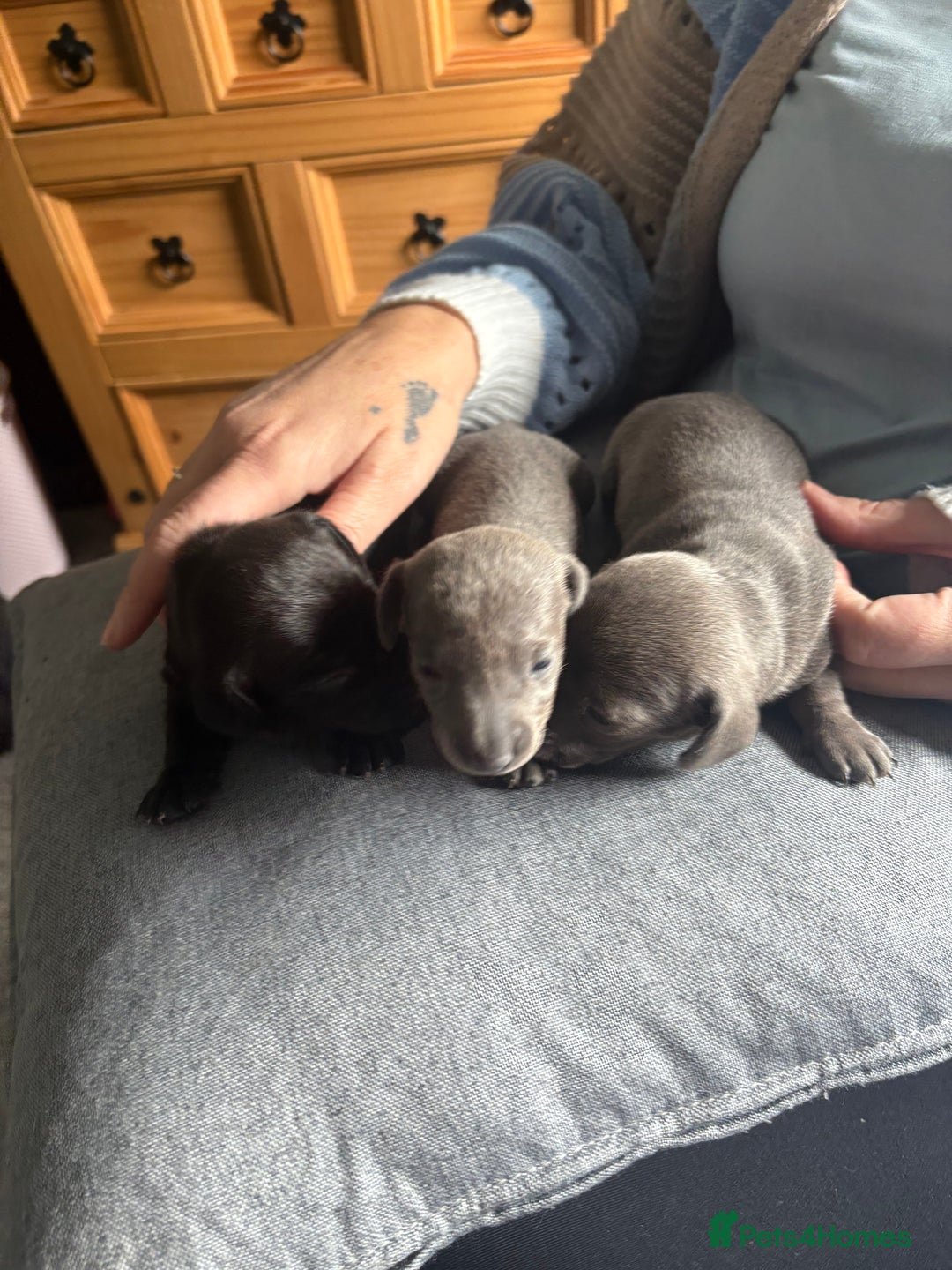 Dachshund dogs for sale: Miniature Dachshund  - Image 3