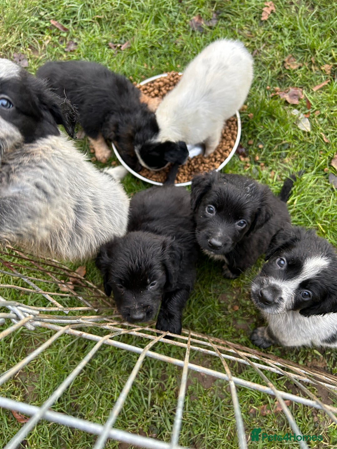 Mixed Breed dogs for sale: GORGEOUS COCKER SPANIEL/BORDER COLLIE PUPS - Advert 8