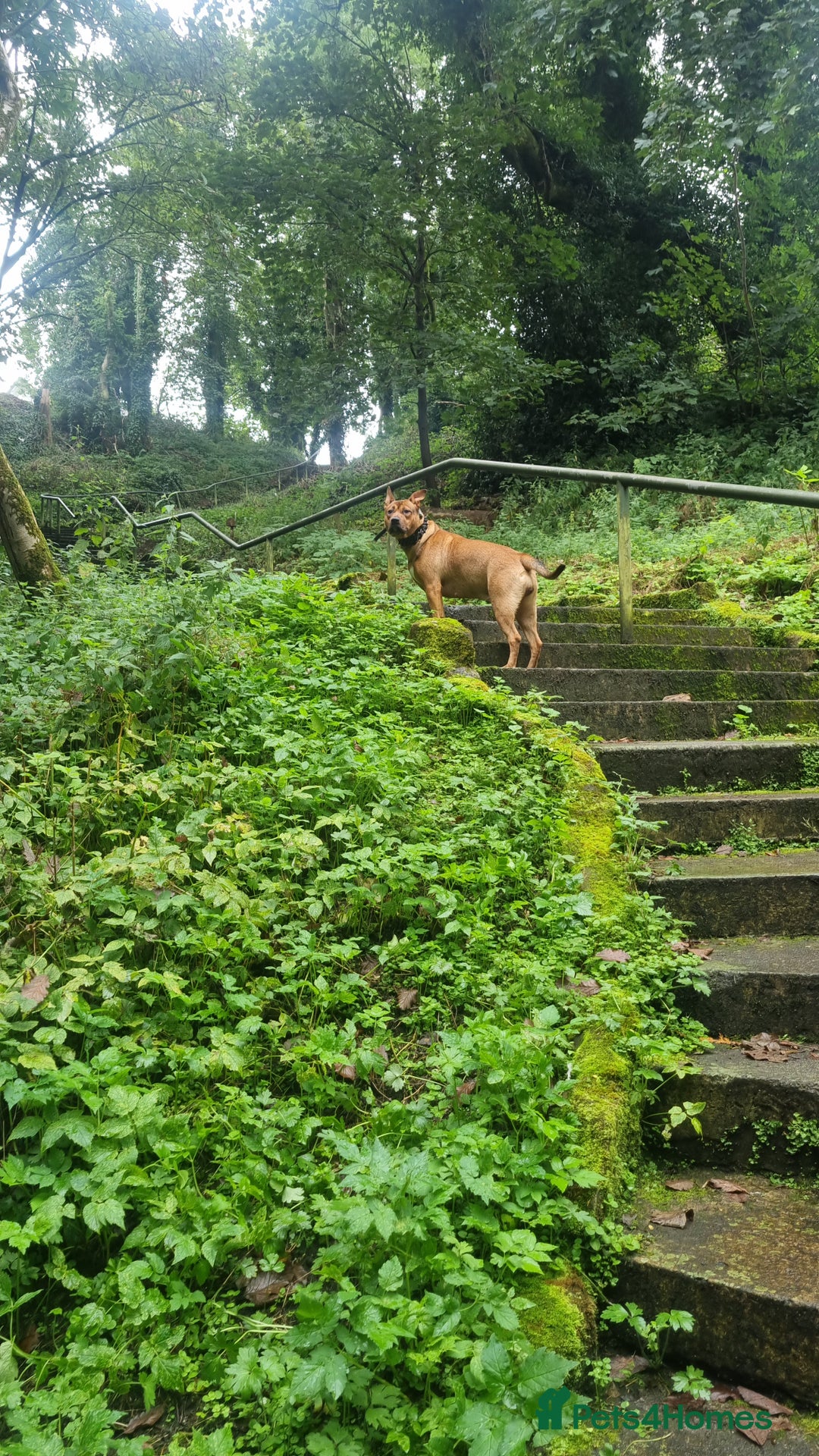 Mixed Breed dogs for sale: Female Mix Staffy - Advert 3