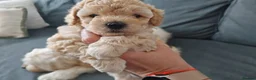 Mixed Breed dogs for sale: Cavapoochon puppies  - Advert 35
