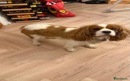 Cavalier King Charles Spaniel dogs for sale: Loving Female Cavalier  Looking for a New Home in Orpington - Image 2