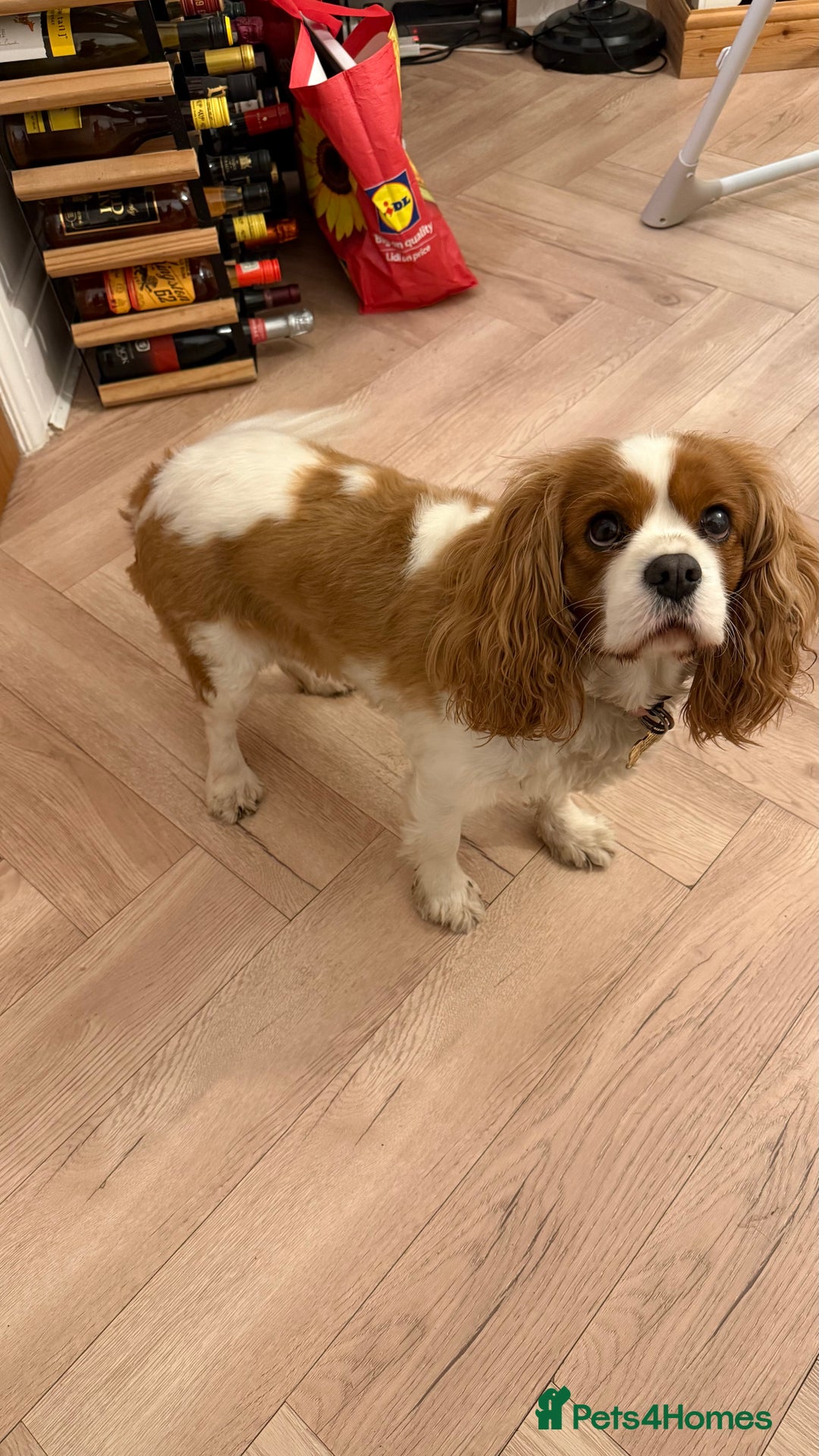Cavalier King Charles Spaniel dogs for sale: Loving Female Cavalier  Looking for a New Home in Orpington - Image 2