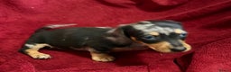 Miniature Dachshund dogs for sale: Stunning Miniature Dachshund Boys 💙 - Advert 4