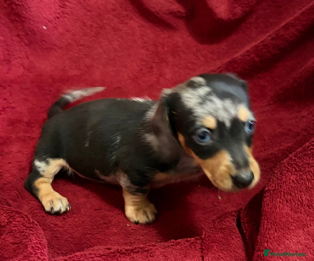 Miniature Dachshund dogs for sale: Stunning Miniature Dachshund Boys 💙 - Advert 4