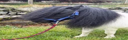 Shetland pony horses for sale: SPSBS registered stallion  - Advert 4