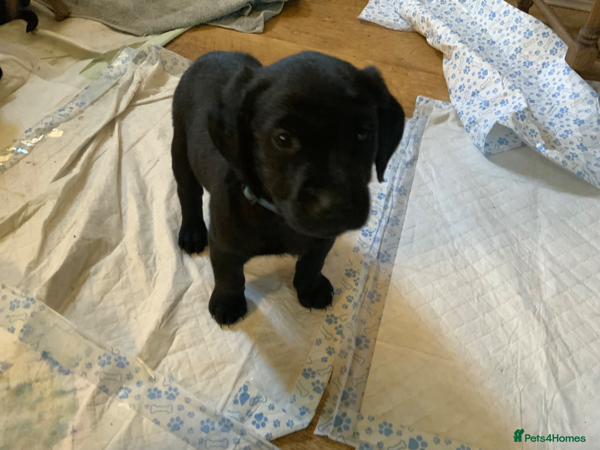 Goldador dogs  Goldador Puppies - Retriever/labrador  🐾 - Advert 5