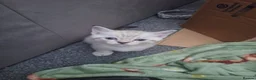 Russian Blue cats for sale: 3 Beautiful kittens ready to go in Lowestoft - Advert 4