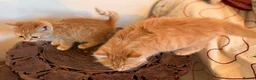 Persian cats for sale: BEAUTIFUL PERSIAN X KITTENS READY NOW - Advert 13