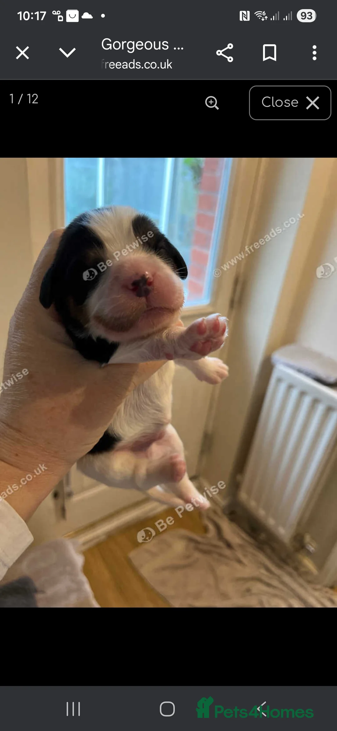 Cavalier King Charles Spaniel dogs for sale: King Charles puppies for sale 3 boys and 2 girls.  - Advert 10