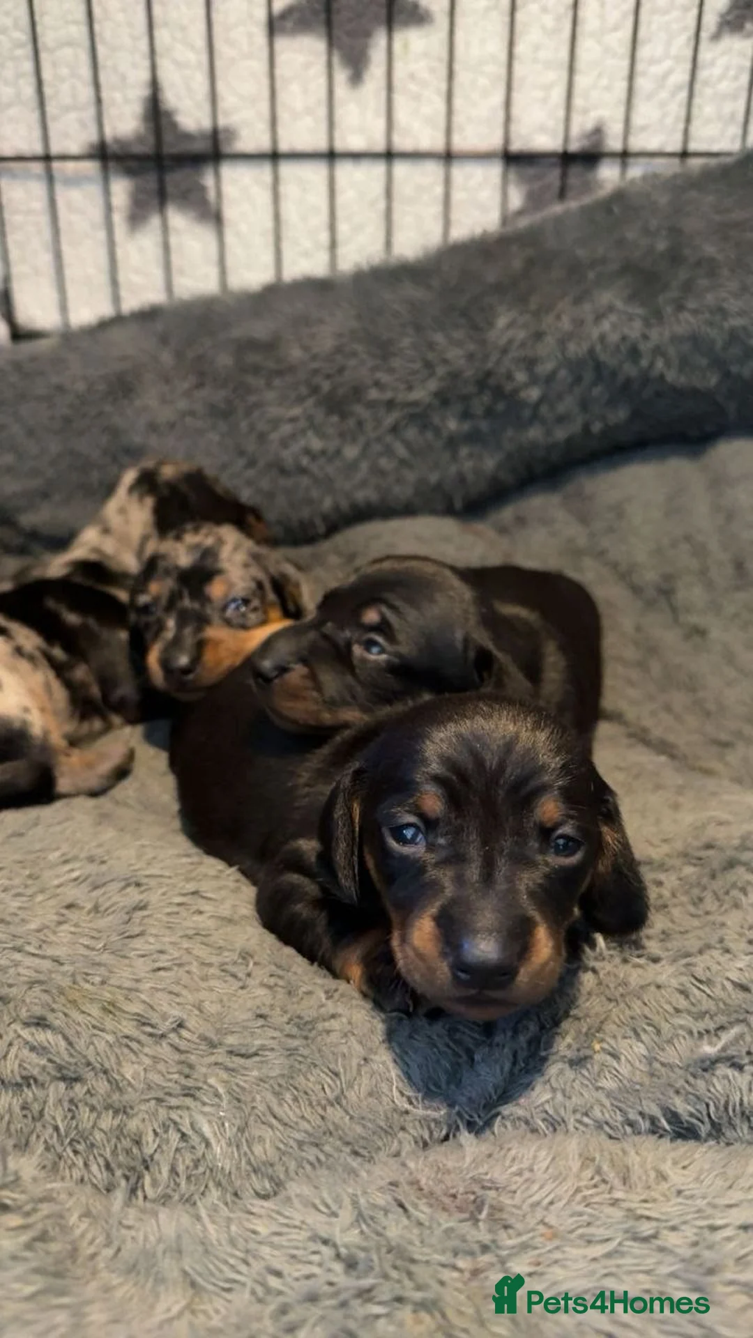 Miniature Dachshund dogs for sale: ADORABLE MINIATURE DACHSHUND PUPPIES. in Newport - Advert 1