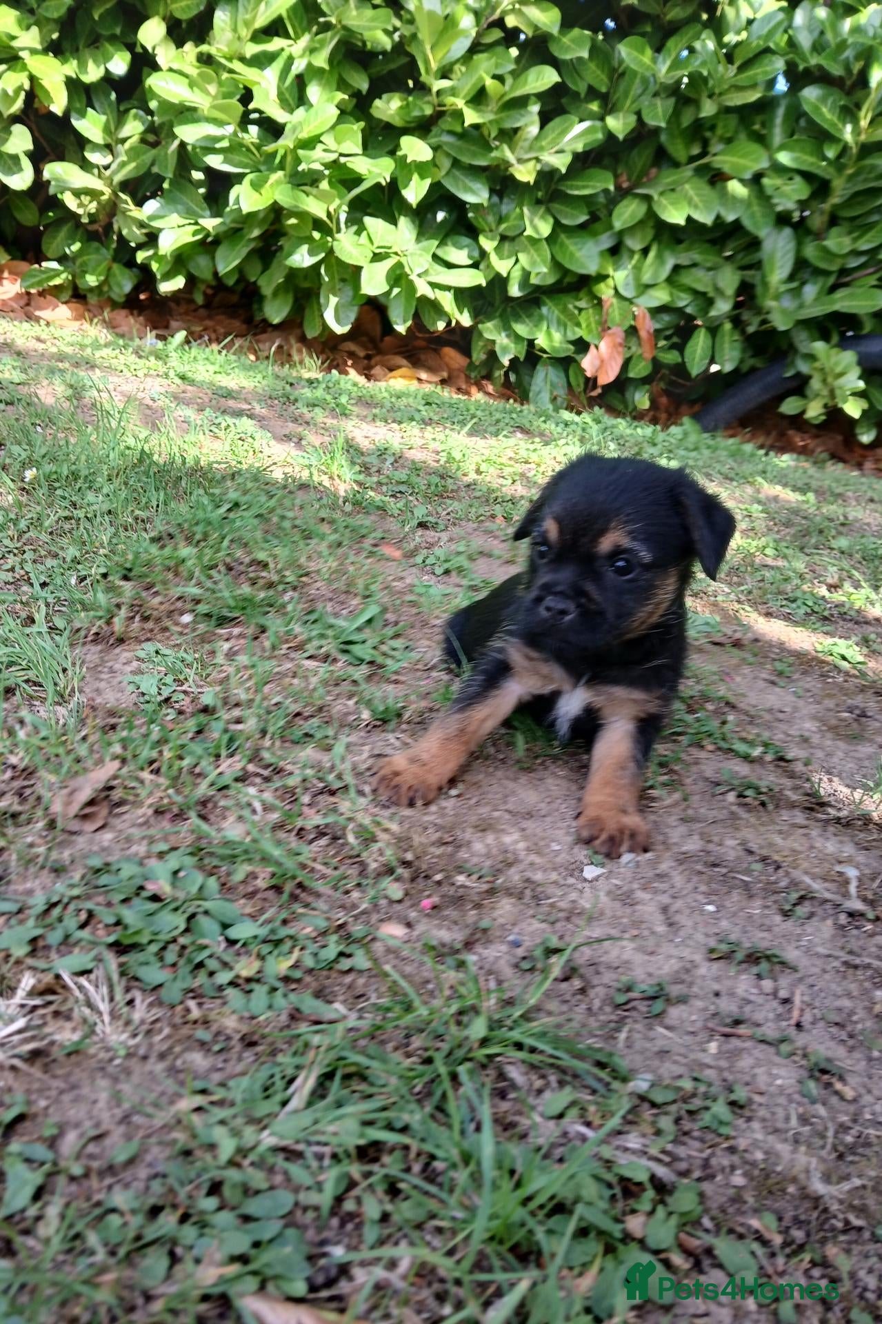 Border Terrier dogs Border terrier puppies  - Advert 20