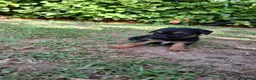 Border Terrier dogs for sale: Border terrier puppies  in Maidstone - Advert 9