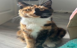 Maine Coon cats for sale: Beautiful mainecoon crosses - Advert 12