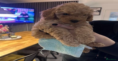 Toy Poodle dogs - Advert 5