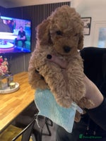 Toy Poodle dogs - Advert 5