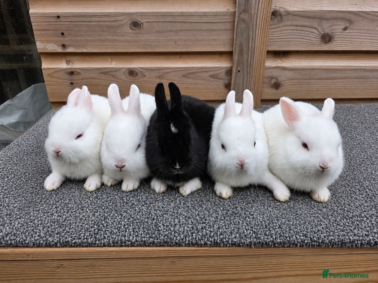 Netherland Dwarf rabbits Various netherland dwarf kits and adult proven  - Advert 1
