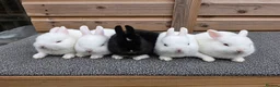 Netherland Dwarf rabbits for sale: Various netherland dwarf kits and adult proven  - Advert 1