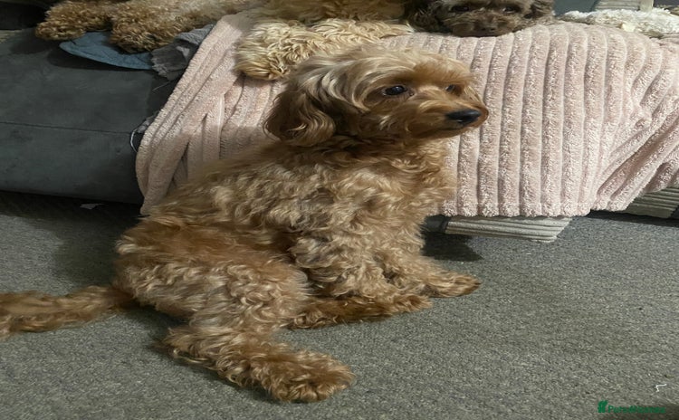 Cockapoo dogs - Advert 4