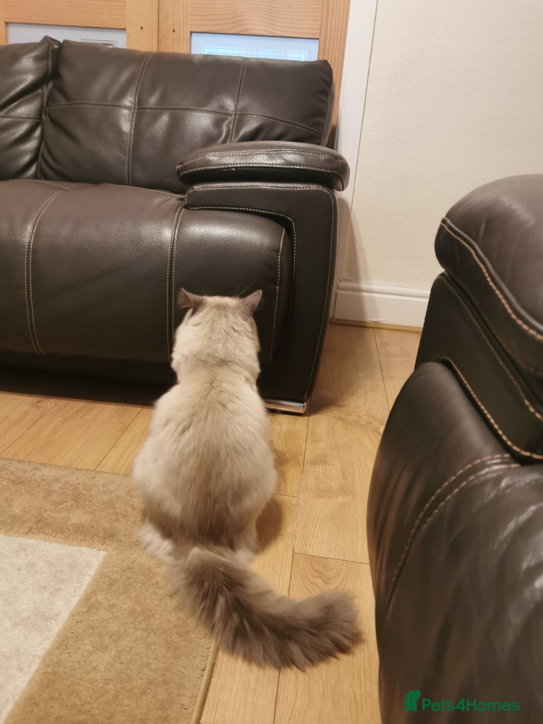 Ragdoll cats for sale: Ragdoll Male Cat - Image 3