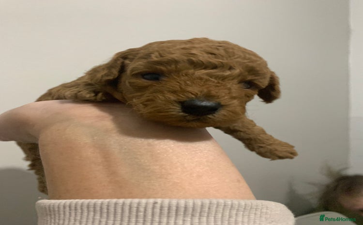 Toy Poodle dogs - Advert 28