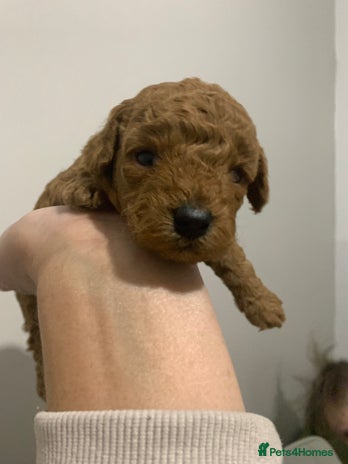 Toy Poodle dogs - Advert 28