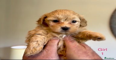 Maltipoo dogs - Advert 7