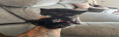 Mixed Breed 4