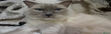 Ragdoll Blue Mitted Female Girl Chunky