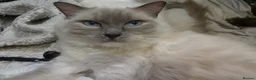 Ragdoll cats for sale: Ragdoll Blue Large Heavy Male Boy Cat - Advert 9