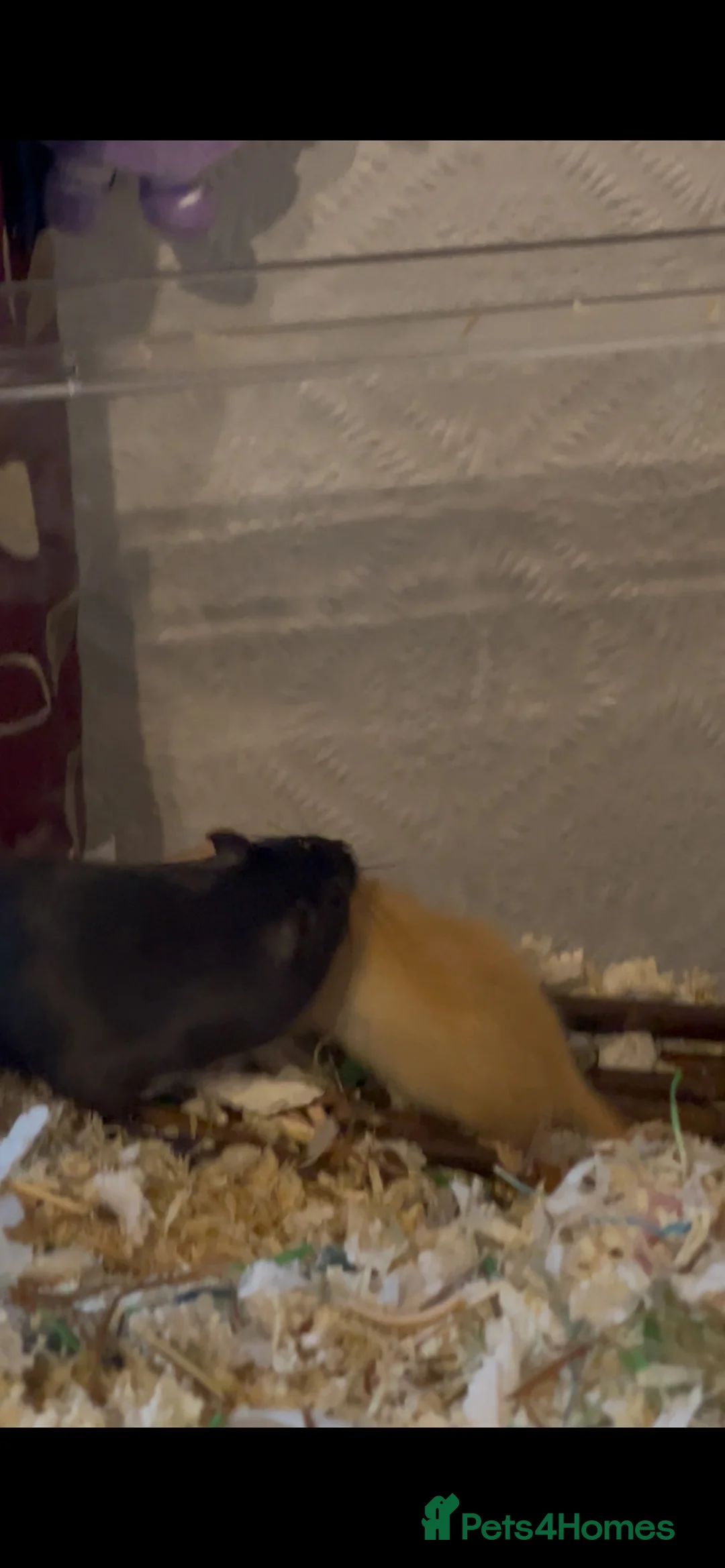 Gerbil rodents for sale: 2 Gerbils, Nimbo and Alex - Advert 2