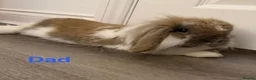 Mini Lop rabbits for sale: Mini Lion Lop Bunnies - Advert 16