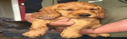 Cocker Spaniel dogs for sale: My Mate Oddie - Advert 4