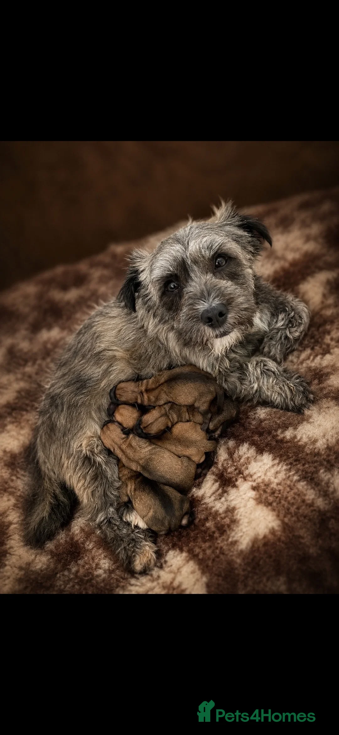 Mixed Breed dogs for sale: 4 male Border/Cairn Terriers - Advert 1