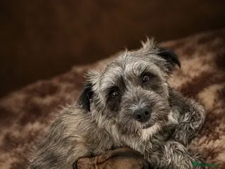 Mixed Breed dogs male Border/Cairn Terriers - Advert 6