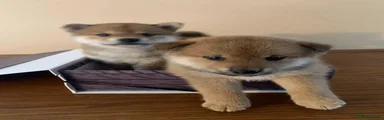 Japanese Shiba Inu 1