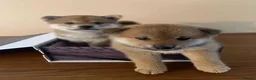 Japanese Shiba Inu dogs for sale: Snuggling Japanese Shiba Inu - Advert 4