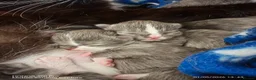 Mixed Breed cats for sale: Grey fluffy kittens - Advert 4