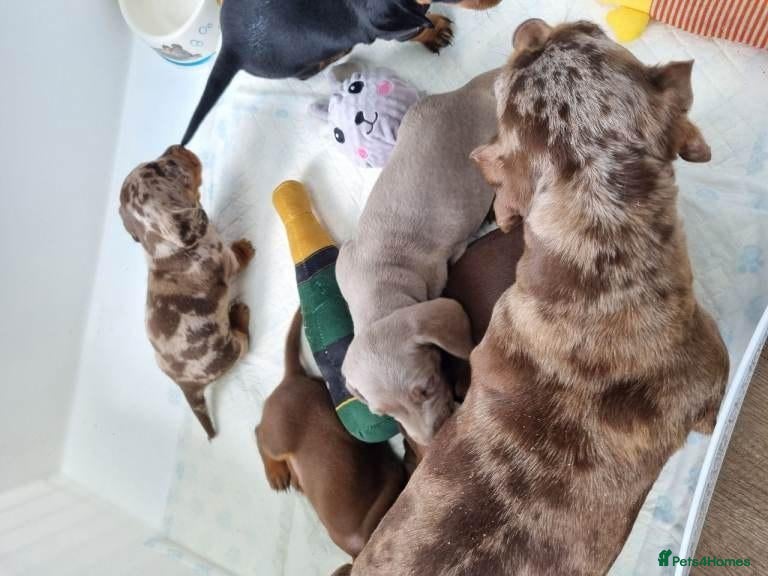 Miniature Dachshund dogs LOVELY MINIATURE DACHSHUNDS PUPPIES FOR SALE - Advert 1