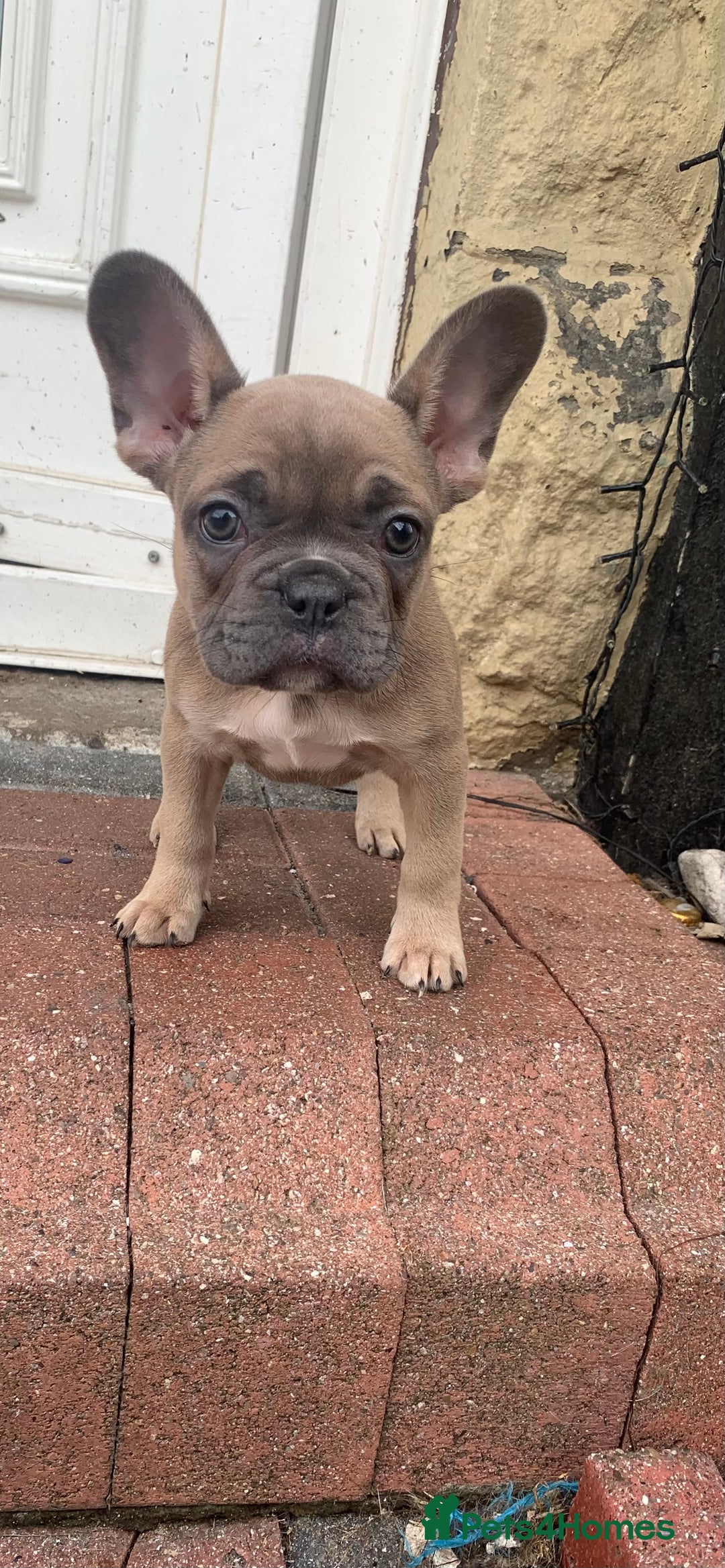 French Bulldog dogs for sale: French bulldog pups 9 weeks old. Girl & boy left  - Image 6
